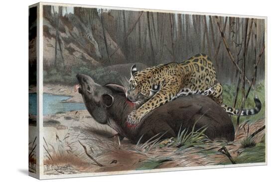Stretched Canvas Print, , large