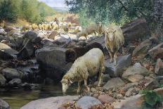 Sheep Drinking from Restano River-Stefano Bruzzi-Framed Giclee Print