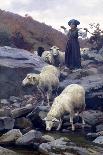 Sheep Drinking from Restano River-Stefano Bruzzi-Giclee Print