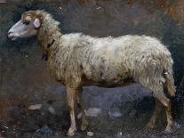 Sheep in Forest, Painting by Stefano Bruzzi (1835-1911), Italy, 19th Century-Stefano Bruzzi-Framed Giclee Print