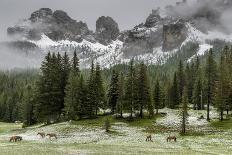 Horses Grazing in the Meadow Blanketed in Summer Snow, Dolomites, Alto Adige or South Tyrol, Italy-Stefano Politi Markovina-Photographic Print