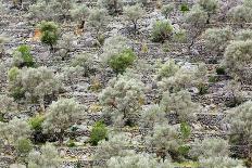 Spain, Balearic Islands, Island Majorca, Almond-Trees, Blooming-Steffen Beuthan-Photographic Print