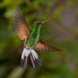 Coppery-Headed Emerald (Elvira Cupreiceps) Hummingbird in Flight-Steffen Foerster-Photographic Print