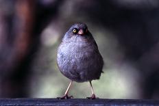 Junco-Steffen Foerster-Photographic Print