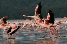 Lesser Flamingos at Lake Nakuru National Park, Kenya-Steffen Foerster-Photographic Print