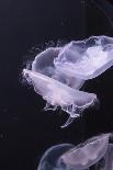 Moon Jellyfish, Aurelia Aurita-steffstarr-Framed Photographic Print