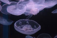 Moon Jellyfish, Aurelia Aurita-steffstarr-Framed Photographic Print