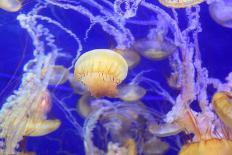 Pacific Sea Nettle Jellyfish, Chrysaora Fuscescens-steffstarr-Photographic Print