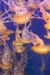 Spotted Lagoon Jelly, Golden Medusa, Mastigias Papua-steffstarr-Stretched Canvas