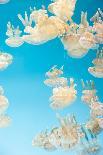 Pacific Sea Nettle Jellyfish, Chrysaora Fuscescens-steffstarr-Stretched Canvas