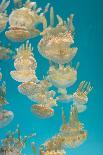 Pacific Sea Nettle Jellyfish, Chrysaora Fuscescens-steffstarr-Stretched Canvas