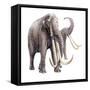 Stegodon Ganesa-null-Framed Stretched Canvas