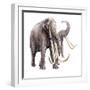 Stegodon Ganesa-null-Framed Photographic Print