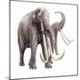 Stegodon Ganesa-null-Mounted Photographic Print