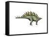 Stegosaurus Dinosaur-null-Framed Stretched Canvas