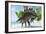 Stegosaurus Dinosaurs Drinking from a Jurassic Lake-null-Framed Art Print