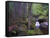 Steinklamm, rainforest, the Bavarian Forest, big Ohe, Spiegelau, Bavaria, Germany-Michael Jaeschke-Framed Stretched Canvas