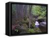 Steinklamm, rainforest, the Bavarian Forest, big Ohe, Spiegelau, Bavaria, Germany-Michael Jaeschke-Framed Stretched Canvas