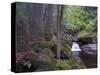 Steinklamm, rainforest, the Bavarian Forest, big Ohe, Spiegelau, Bavaria, Germany-Michael Jaeschke-Stretched Canvas