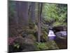 Steinklamm, rainforest, the Bavarian Forest, big Ohe, Spiegelau, Bavaria, Germany-Michael Jaeschke-Mounted Photographic Print