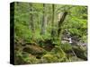 Steinklamm, Spiegelau, the Bavarian Forest, Bavaria, Germany-Michael Jaeschke-Stretched Canvas