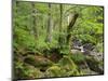 Steinklamm, Spiegelau, the Bavarian Forest, Bavaria, Germany-Michael Jaeschke-Mounted Photographic Print