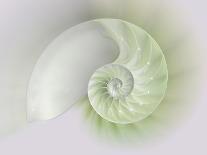 Chambered Nautilus Cutaway Shells on Colorful-Stela Knezevic-Framed Stretched Canvas