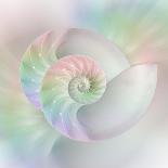 Chambered Nautilus Cutaway Shells on Colorful-Stela Knezevic-Art Print