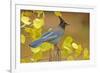 Stellar Blue Jay-Lantern Press-Framed Art Print