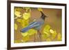 Stellar Blue Jay-Lantern Press-Framed Art Print