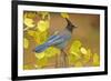 Stellar Blue Jay-Lantern Press-Framed Art Print