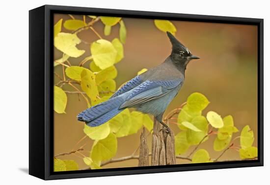 Stellar Blue Jay-Lantern Press-Framed Stretched Canvas