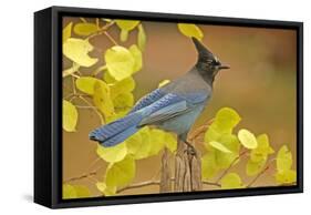 Stellar Blue Jay-Lantern Press-Framed Stretched Canvas