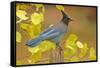 Stellar Blue Jay-Lantern Press-Framed Stretched Canvas