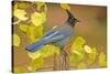 Stellar Blue Jay-Lantern Press-Stretched Canvas
