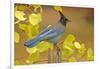 Stellar Blue Jay-Lantern Press-Framed Art Print