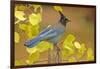 Stellar Blue Jay-Lantern Press-Framed Art Print