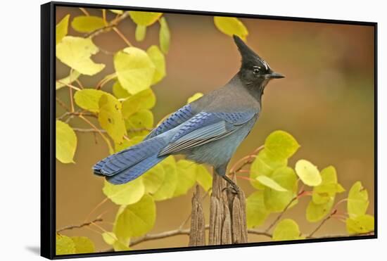 Stellar Blue Jay-Lantern Press-Framed Stretched Canvas