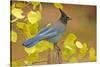 Stellar Blue Jay-Lantern Press-Stretched Canvas