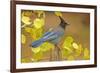 Stellar Blue Jay-Lantern Press-Framed Premium Giclee Print