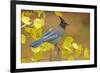 Stellar Blue Jay-Lantern Press-Framed Premium Giclee Print
