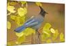 Stellar Blue Jay-Lantern Press-Mounted Premium Giclee Print