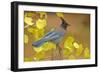 Stellar Blue Jay-Lantern Press-Framed Art Print