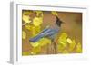 Stellar Blue Jay-Lantern Press-Framed Art Print