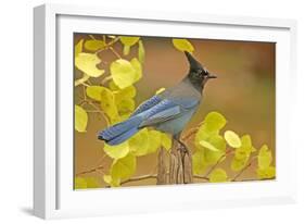 Stellar Blue Jay-Lantern Press-Framed Art Print