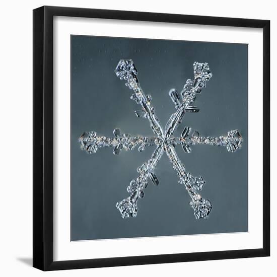 Stellar Dendrite Snowflake-null-Framed Giclee Print