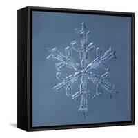 Stellar Dendrite Snowflake-null-Framed Stretched Canvas
