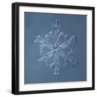 Stellar Dendrite Snowflake-null-Framed Giclee Print