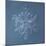 Stellar Dendrite Snowflake-null-Mounted Giclee Print