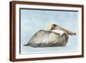 Brown Frame